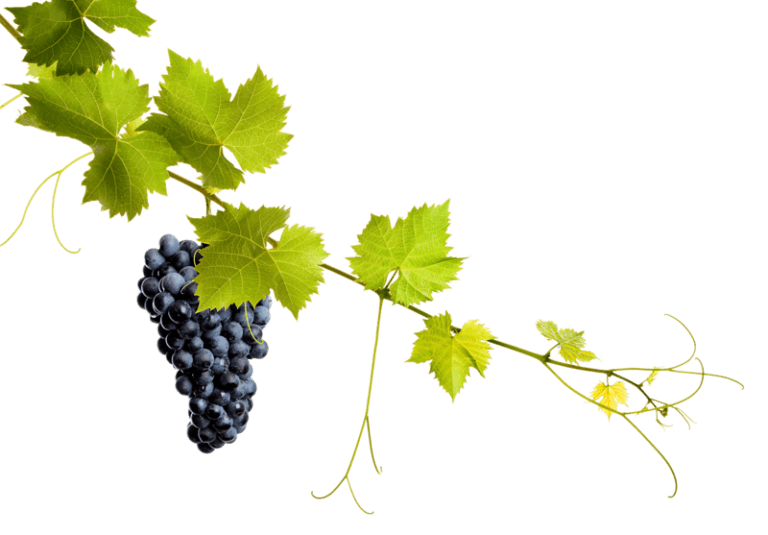 Uva Syrah